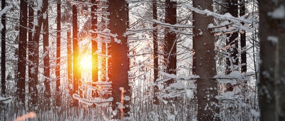 Dark atmospheric landscape of snow-covered evergreen forest at sunset. Golden sunlight, sunbeams. Mighty pine, fir, spruce trees. Winter wonderland. Seasons, ecology, global warming, ecotourism - 475308821