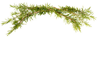 Rosemary sprigs as frame isolated on white, copy space, ideal for greeting cards, labels and banners