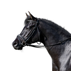 Portrait of elegance black sport horse standing on white background. Arabian stallion head in sport...