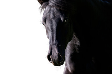 Portrait of black horse looking forward on white background. Arabian stallion head closeup isolated on white.