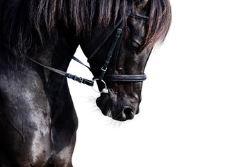 Portrait of black sport horse running on white background. Arabian stallion head in bridle closeup isolated on white.