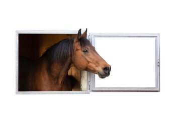 Bay horse looking outside of the stable window on white background. Portrait of Trakehner horse...