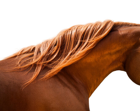 Shiny developing horse's mane isolated on white background. Chestnut horse neck with mane closeup on white. 