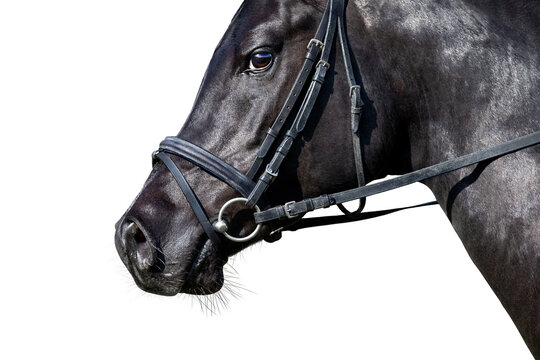 Portrait of black sport horse looking on white background. Arabian stallion head in bridle closeup isolated on white.