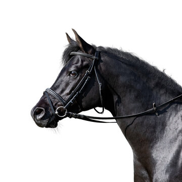 Portrait of elegance black sport horse standing on white background. Arabian stallion head in sport bridle closeup isolated on white.
