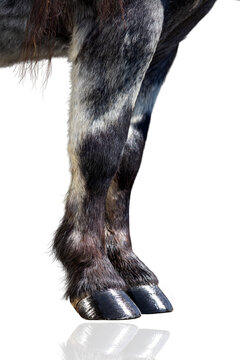 Horse legs with shiny hooves isolated on white. Hoofs of dark horse on white background.