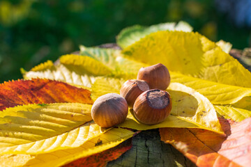 Hazelnuts Among Fall Colored Leaves In The Forest Enlightened by Sunset

