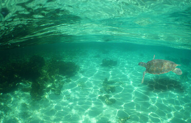 Fototapeta premium paradise island , caribbean sea ,