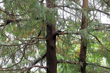 Squirrels on pine trees in Beijing Botanical Garden