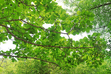 Magnolia branches in Beijing Botanical Garden, China