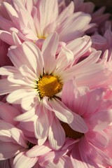 pink and white dahlia
