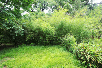 Green bamboos are in Beijing Botanical Garden