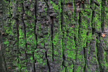Old brown bark, close-up