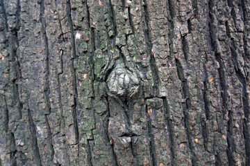Old brown bark, close-up