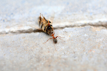 Ants carry dead bees on the ground