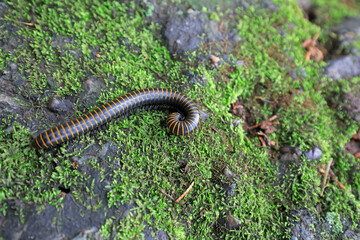 Millipedes in the wild, North China
