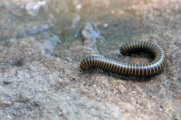 Millipedes in the wild, North China