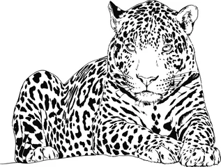 Foto op Plexiglas large leopard preparing to attack, hand-drawn for logo or tattoo, full-length © evgo1977