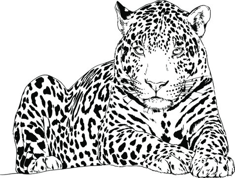 large leopard preparing to attack, hand-drawn for logo or tattoo, full-length