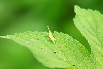 Atractomorpha sinensis in the wild, North China