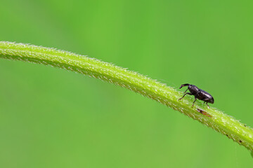 Weevil on wild plants, North China