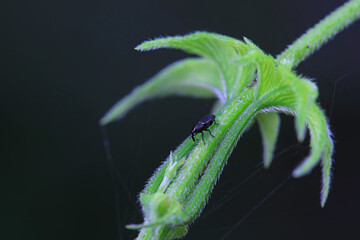 Weevil on wild plants, North China