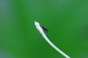 Weevil on wild plants, North China