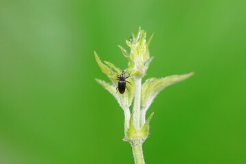 Weevil on wild plants, North China