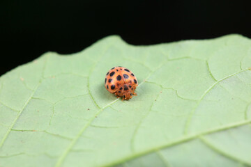Ladybugs on wild plants, North China