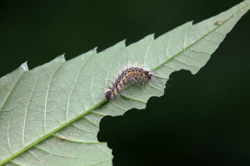 Lepidoptera larvae in the wild, North China