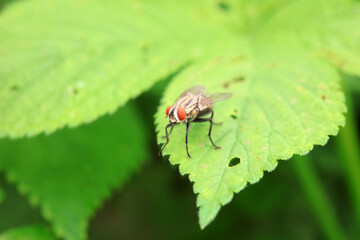 Flies on wild plants, North China