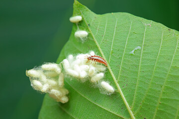 Insect cocoon shells on wild plants, North China