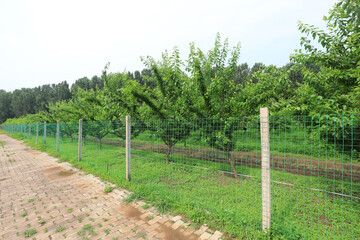 Fototapeta na wymiar Orchard fence landscape in a plantation, North China