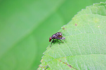 Naklejka premium Flies on wild plants, North China