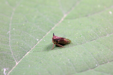 Leaf cicada on wild plants, North China