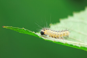 Lepidoptera larvae in the wild, North China