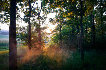 Fototapeta premium sunrise in the forest
