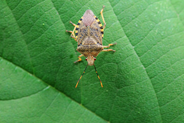 Hemiptera bugs in the wild, North China