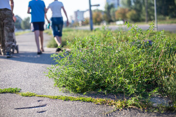 Ragweed bushes. Ambrosia artemisiifolia dangerous allergy-causing plant growing in city along...