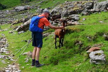 Man touching goat in Stubai Valley 