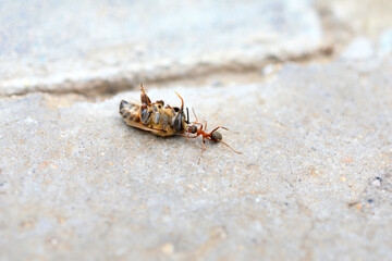 Ants carry dead bees on the ground