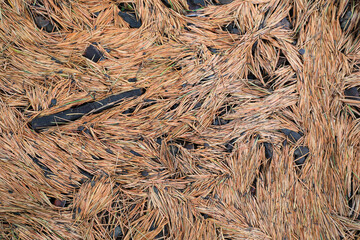 Cedar leaves on the ground, Beijing Botanical Garden