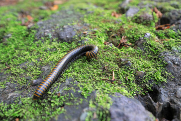 Millipedes in the wild, North China