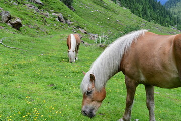 Haflinger horses on a meadow 