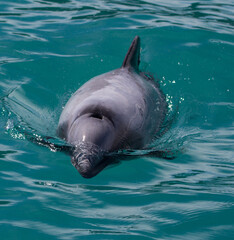Closeup shot of a beautiful dolphin swimming in the blue sea