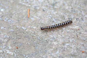 Millipedes in the wild, Beijing Botanical Garden