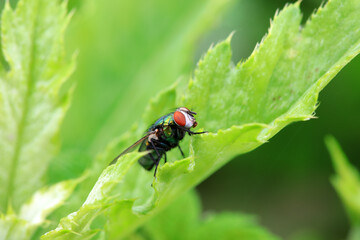 Flies on wild plants, North China