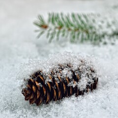 Christmas tree cones lie in the snow