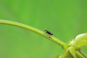 Weevil on wild plants, North China