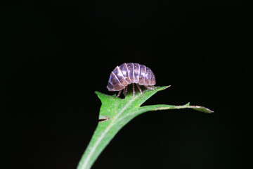 Rat woman in the wild, North China